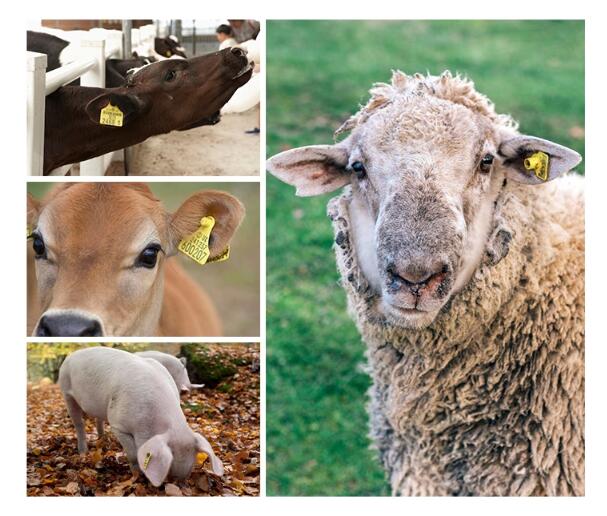 znaczniki RFID dla bydła