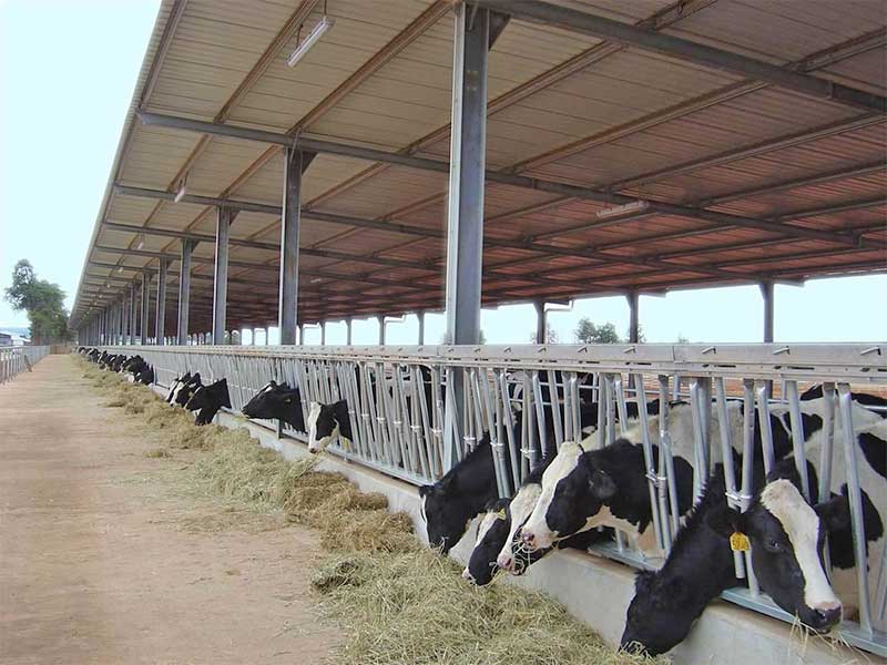 Stalowa farma krów