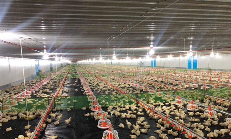 Prefabrykowana farma kurczaków o konstrukcji stalowej